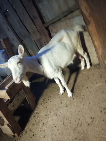 sanen keci: Dişi, Zanen, il: 1, Damazlıq, Südlük, Ünvandan götürmə