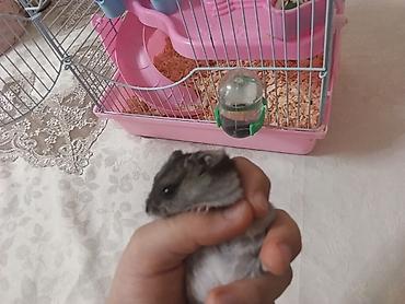 Qəfəslər: Siçan/hamster ile 2 mərtəbəli!qəfəs dəsti 'qızdı yemək və qumu ile — 6