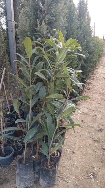 Şitillər: Dekarativ agaclarin satisi — 9