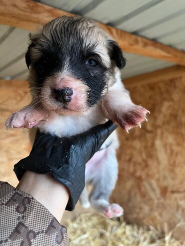 Продажа собак: Щенки (малыши на фото) - Возраст: совсем маленькие, уже открыли — 1