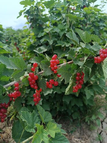 кант кызылча урук: Көчөттөр : Карагат, Өзү алып кетүү