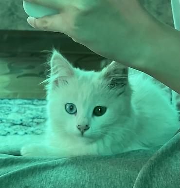 белая кошка: Беспородная, 5 месяцев, Мальчик, Белый, Приучена к лотку, Проглистована, С прививками — 5