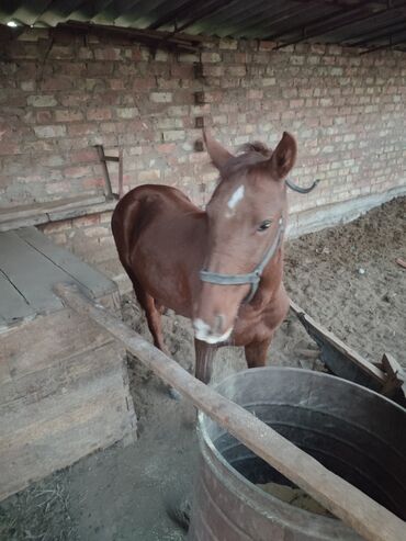 дом кошек: Продаю | Жеребец | Для разведения