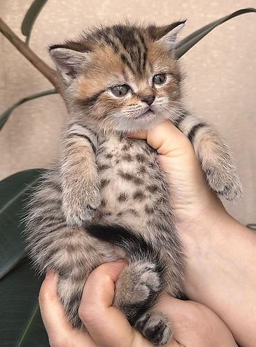 Pişiklər: Şotland — 1