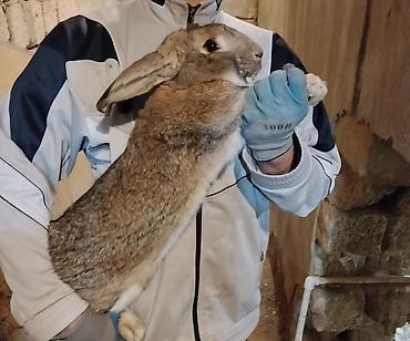 Dovşanlar: 🐇 Velikan və Kaliforniya Dovşanları Satılır Təmiz qan xəttindən olan — 8