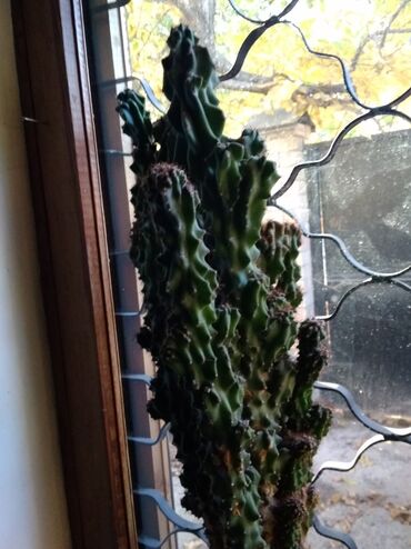 цветы кактус: Продаю цветы:кактус"скала" ему более 10 лет высота от горшка 65 ;в