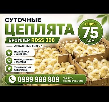 дакан курочка: Продаю | Цыплята | Бройлерная | Для разведения — 1