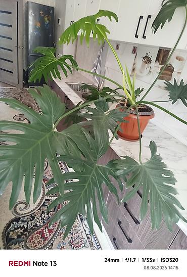 комтер: Филодендрон разнолистный (Philodendron bipinnatifidum, он же — 2