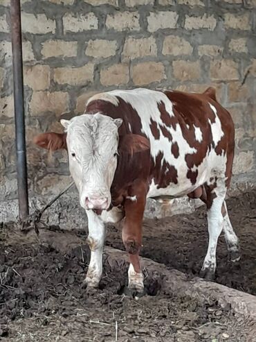 Dana, buzov: Süd verən heyvandı. Üçü birlikdə satılır. Qiyməti razılaşma yolu ilə — 8