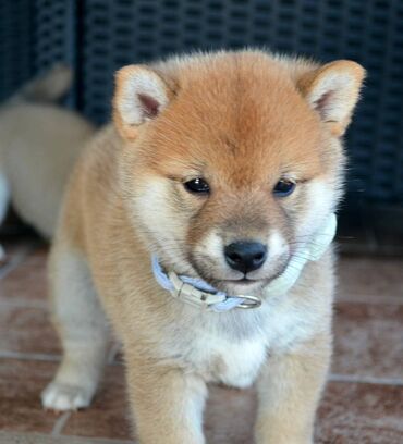 Psi: Odgajivačnica *Kami's little fellows* predstavlja vrhunsko čistokrvno — 11