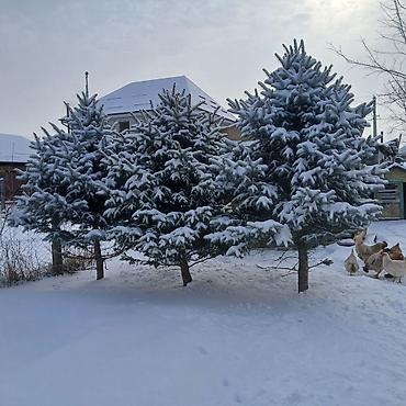 Декоративные деревья: Саженцы деревьев: Ели — 4