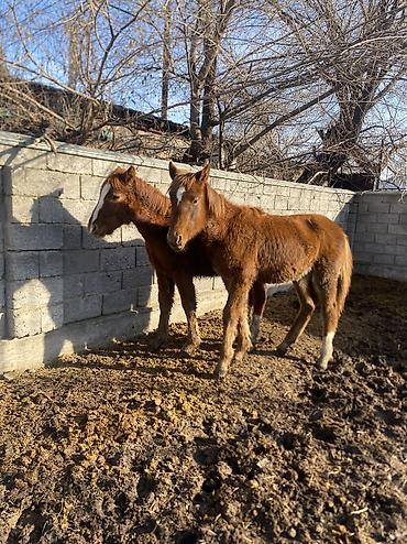 Лошади, кони: Продаю | Жеребенок | Полукровка | Рабочий — 2
