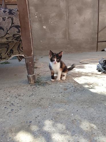 pişik satılır lalafo: Dişi ev pişiyi.Qum tərbiyəsi var,hər şey yeyir.Baladır.Ödənişsiz — 3