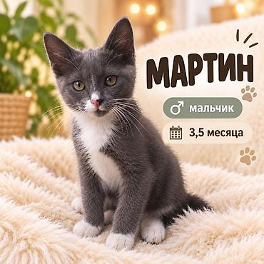 купить кошку в бишкеке: 3 месяца, Мальчик, Приучена к лотку — 1