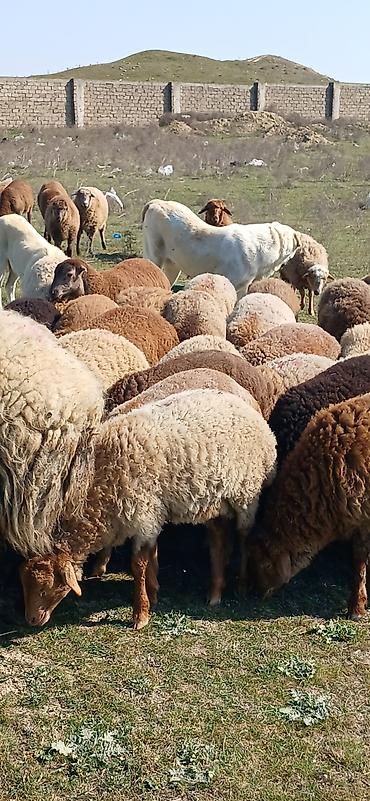 Qoyunlar, qoçlar: Mal-qara: Qoyun sürüsü Təsvir: - Şəkillərdə müxtəlif rəngli (qonur — 7