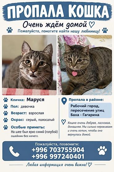 Табылган жана жоголгон мышыктар: Жоголгон : Породасыз, Ургаачы, Боз — 1