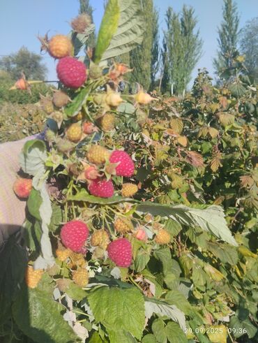 наждак точило: Малина В розницу