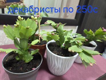 продажа газона: Продаю домашние цветы Декабристы, бегония королевская, сорт "Рекс"