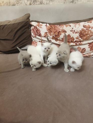 Pişiklər: Britan, Dişi — 1