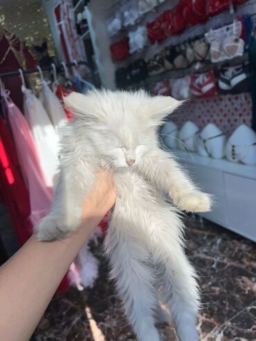 черепаховая кошка цена: Очень ухоженная но помотанная кошечка дворняжка напоминает породу