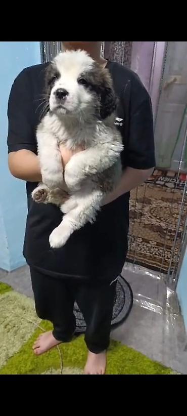 Продажа собак: Сенбернар Щенки крупной породы, пушистые, с бело‑черным окрасом — 4