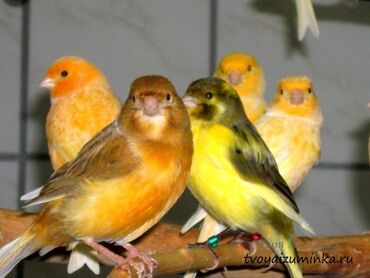 Птицы: Дома́шняя канаре́йка — одомашненный подвид канарского канареечного