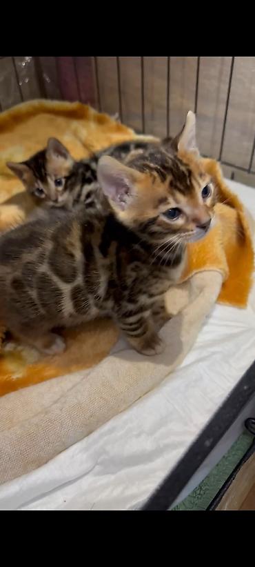 Продажа кошек: Бенгальская, 1 месяц, Мальчик, Шоколадный, Приучена к лотку, Проглистована, С документами — 11