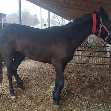 Лошади, кони: Продаю | Кобыла (самка) | Полукровка | Конный спорт | Племенные — 1