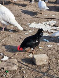 Xoruzlar: Xoruz, il: <1, Ünvandan götürmə — 9