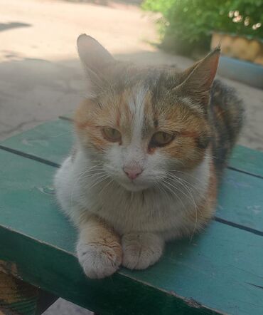 британская прямоухая кошка: Отдаем трехцветную кошку в добрые руки. Оставить у себя не разрешают