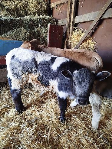 Коровы, быки: Продаю | Бык (самец) | Бельгийская | Для разведения | Искусственник — 1