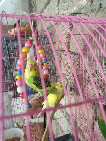 Tutuquşları: Quslar tek tek 12 Azn cutter 30 Azn alti balali cut 50 Azn — 3