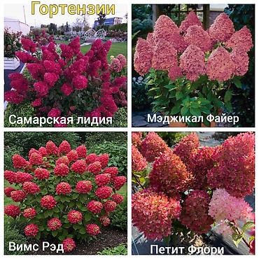 Другие садовые цветы и кустарники: Https://t.me/blooming_garden_kg Редкие и эффектные декоративные — 26