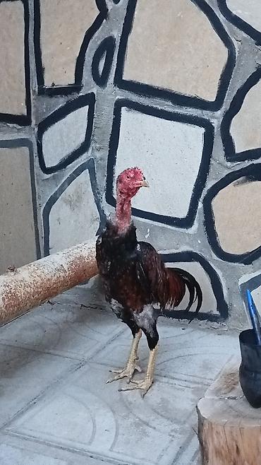 bakida cins ineklerin satisi: Becedi 9 aylıqdı cinsine qanına söz ola bilmez 120 m real alan olsa — 5