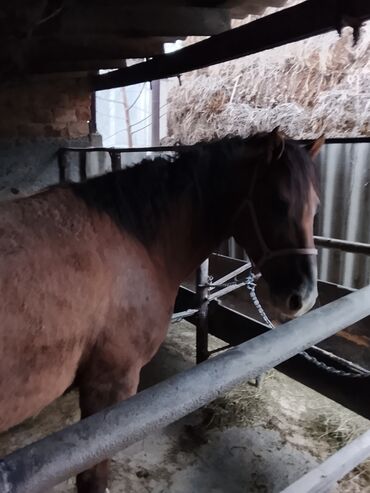 Лошади, кони: Продаю | Конь (самец) | Рабочий — 2