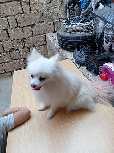 pomeranian it: Şpitz, 1 il, Dişi, Peyvəndli, Ünvandan götürmə — 4