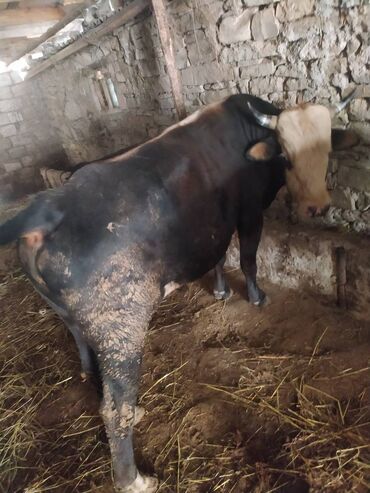 Inəklər, öküzlər: 30 ədəd inək, 16 düyə 26 dişi dana, 5 erkək dana,3 buzov satilir — 8