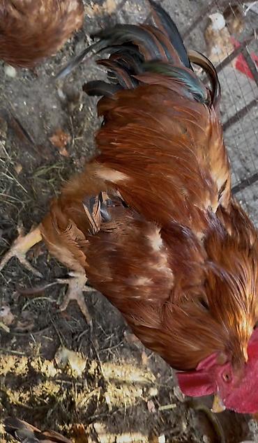 кури брама: Продаю | Цыплята | Бройлерная | На забой — 8
