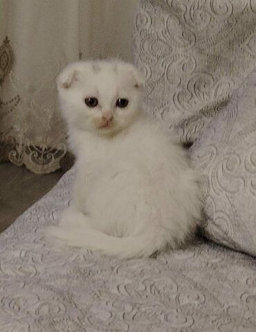 Pişiklər: Şotland yastı qulaq, Dişi, Yaxşı əllərə, Ünvandan götürmə — 5