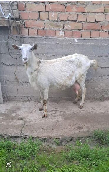 альпийская коза цена: Продаю | Коза (самка), Козлёнок | Для молока