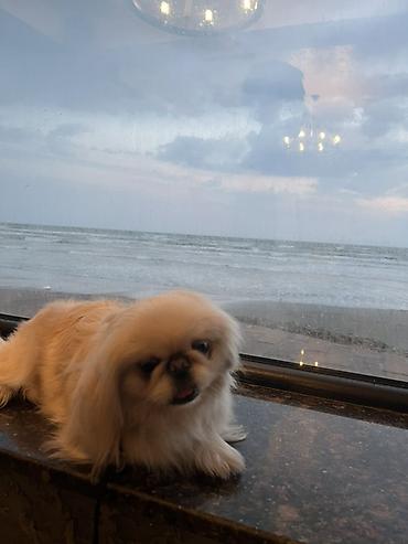 pekinez: Pekines, 1 il, Dişi, Ünvandan götürmə, Pulsuz çatdırılma — 4