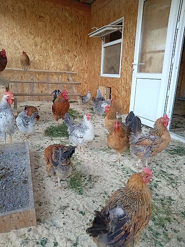 бойцовые куры: Продаю | Куры | Для разведения — 7