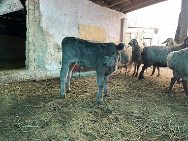 Коровы, быки: Продаю | Музоо, торпок | Полукровка | На откорм | Племенные — 16