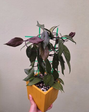 цветы для оформления: В продаже комнатное растение хойя карноза red. Взрослое растение на