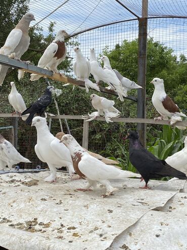 бойцовые птицы: Продаю породистых голубей! Для того чтобы купить или узнать больше