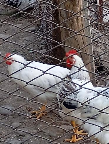 бролерные куры: Продаю | Куры | Для разведения — 2