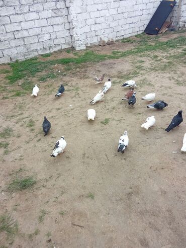 котята в хорошие руки: Tutulma qusdar 17dene 2manat mastgada