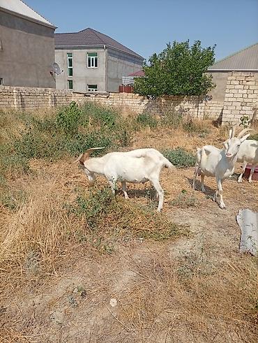 Keçilər, çəpişlər: Südlük keçilər – 3 baş TAM SAF KAN MACAR SANEN KEÇİLERİ KULAKLARINDA — 7