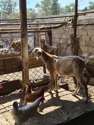 keci satan: Salam saglam arpa yonca yeyen heyvandı real alıcılar zəng virsun — 3