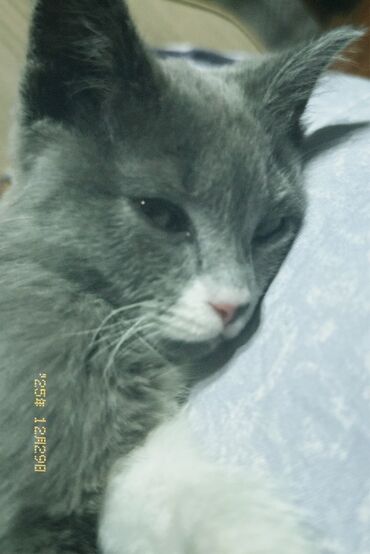 Продажа кошек: Скотиш Страйт (Шотландская прямоухая), 3 месяца, Девочка, Серый, Приучена к лотку at lalafo.kg — 9 Продажа кошек: Скотиш Страйт (Шотландская прямоухая), 3 месяца, Девочка, Серый, Приучена к лотку — 9